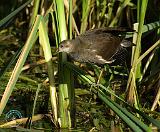 Water Rail 9P051D-001